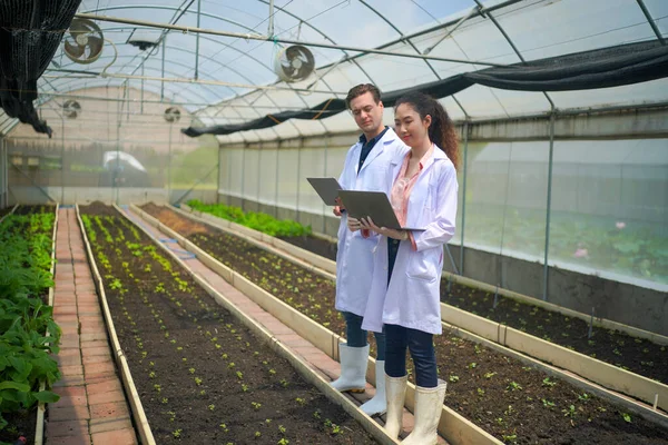 Scientist Collecting Hydroponic Vegetables Sample Analysis — 스톡 사진