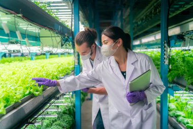 Sera Hidrofonik Dikey Çiftlik Eko Sistemi 'nin içinde. Salatayı denetleyen işçi, kadın ve erkek tarım araştırmacısı serada çalışan şehir hidroponiği çiftliği..