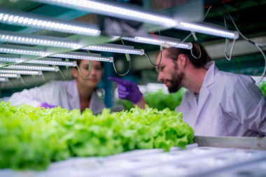 Sera Hidrofonik Dikey Çiftlik Eko Sistemi 'nin içinde. Salatayı denetleyen işçi, kadın ve erkek tarım araştırmacısı serada çalışan şehir hidroponiği çiftliği..