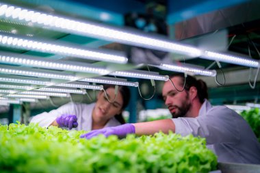 Sera Hidrofonik Dikey Çiftlik Eko Sistemi 'nin içinde. Salatayı denetleyen işçi, kadın ve erkek tarım araştırmacısı serada çalışan şehir hidroponiği çiftliği..