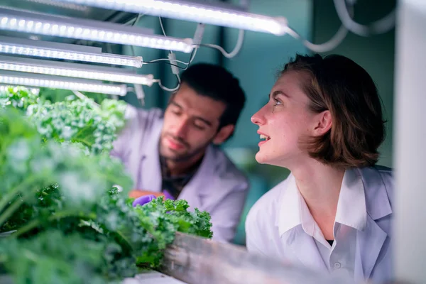 Inside of Greenhouse Hydroponic Vertical Farm Eco system. Urban hydroponics farm with worker inspecting salad, Female and male agricultural researcher working in a greenhouse.