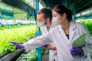 Sera Hidrofonik Dikey Çiftlik Eko Sistemi 'nin içinde. Salatayı denetleyen işçi, kadın ve erkek tarım araştırmacısı serada çalışan şehir hidroponiği çiftliği..