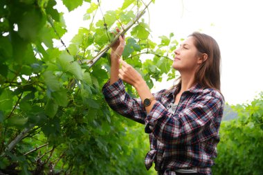 Kadın Çiftçi Ekolojik Çiftlikteki Üzüm Ürünlerini Denetliyor 