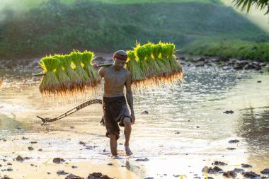 Bali, Endonezya, 21 Eylül 218: pirinç tarlalarında çalışan bir işçi, Endonezya