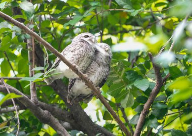 Parktaki bir ağaçta oturan baykuşlar
