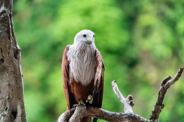 Beyaz kuyruklu kartal doğal ortamlarında