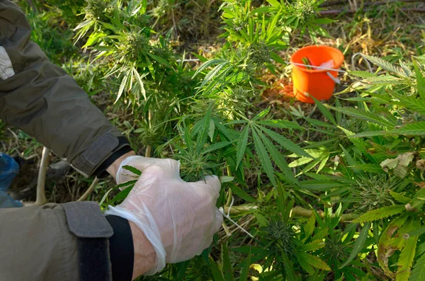 Las Manos Los Cultivadores Cuidan Planta Cannabis Que Crece Campo — Foto de Stock