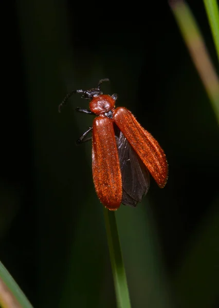 Kanatlı Böcek Lycidae Ormandaki Bir Bitkinin Üzerinde Oturuyor — Stok fotoğraf