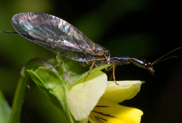 Schlangenfliege Raphidioptera Sitzt Auf Der Winzigen Waldblume — Stockfoto
