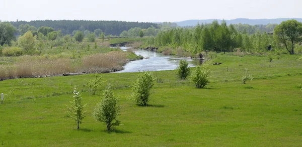 Vista Rio Supii Canas Árvores Campo Ucrânia — Fotografia de Stock