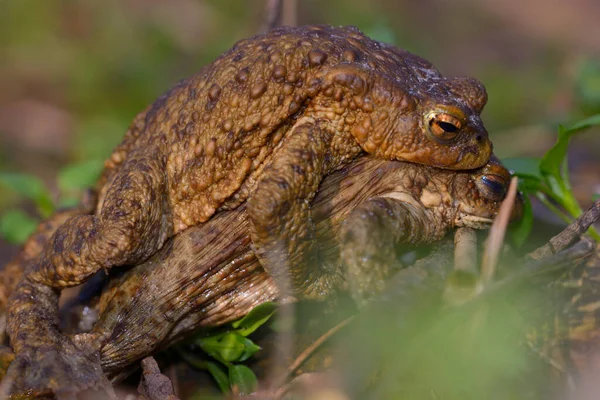 青蛙在森林的草地上交配 — 图库照片