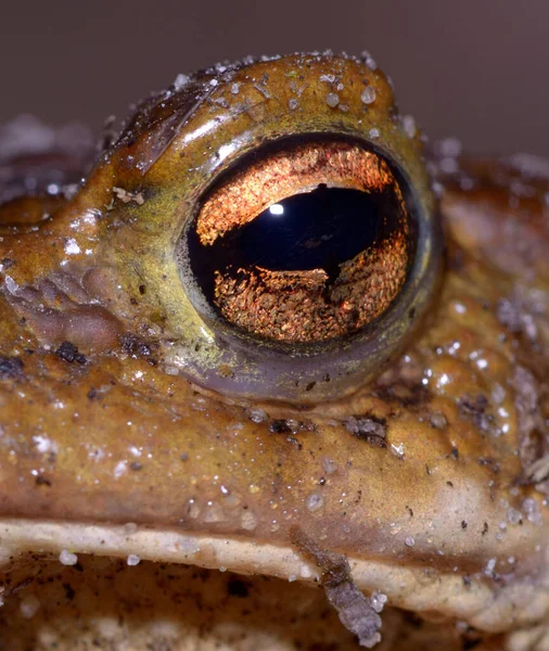 Большой Глаз Коричневой Лягушки Макро — стоковое фото
