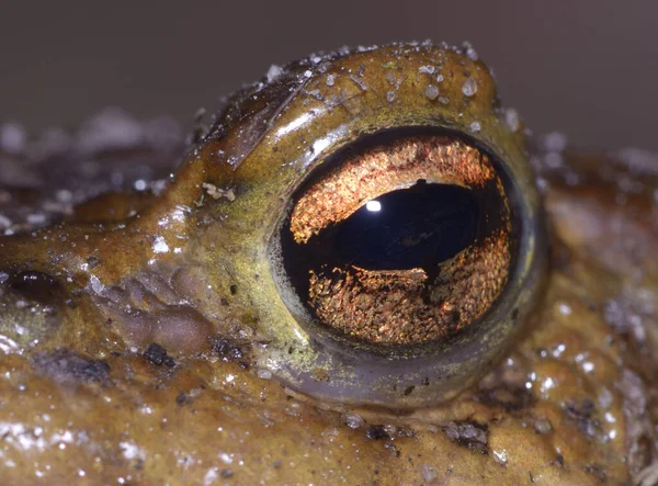 Большой Глаз Коричневой Лягушки Макро Горизонтальный — стоковое фото