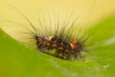 yeşil yaprak üzerinde sürünerek kıllı tırtıl.