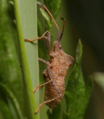 Dok böceği, Coreus, ormandaki bir bitki sapında oturuyor.