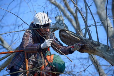 Ağaççılar ağaç dallarını el testeresiyle kesiyorlar. Kamyona monte edilmiş asansörle. 10 Şubat 2020. Kyiv, Ukrayna