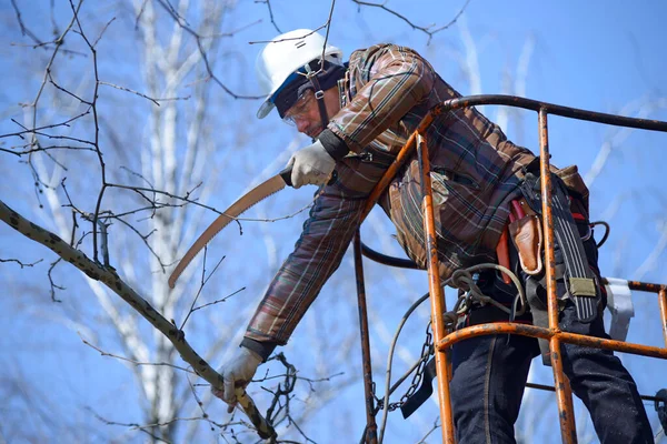 Ağaççılar ağaç dallarını el testeresiyle kesiyorlar. Kamyona monte edilmiş asansörle. 10 Şubat 2020. Kyiv, Ukrayna