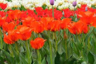 Parka kırmızı lalelerin örtüsü dikilmiş..