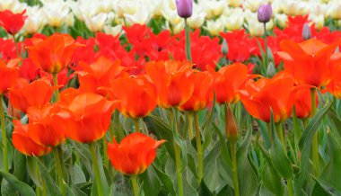 red tulips planted in a city park, flower bed.