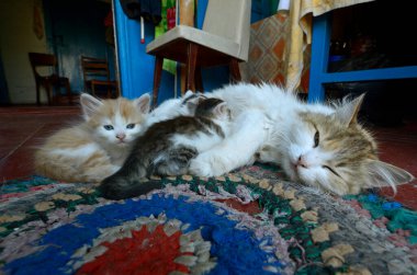 Anne kedi, kırsal evdeki ahşap zeminde yavrularını emziriyor..