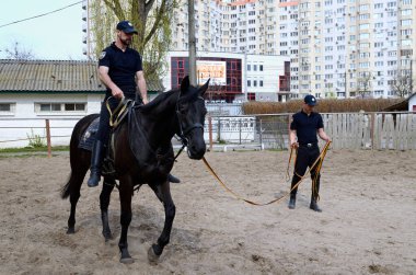 Training horses. Police trainer leading horse with a horseman in a circle of a paddock. June 12, 2020. Kyiv, Ukraine