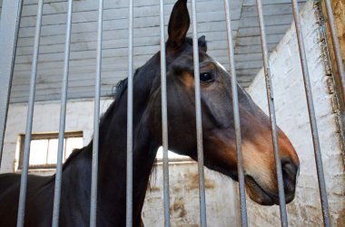 Police horse standing in a box stall behind bars, stable.