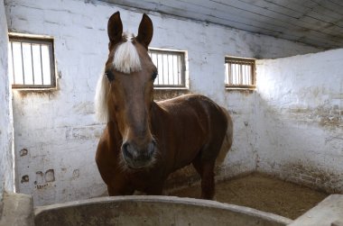 Police horse standing in a box stall behind bars, stable.