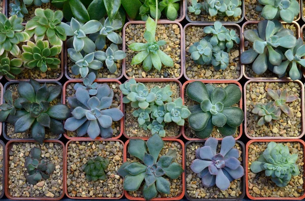 Gros Plan Sur Les Plantes Potagères Les Cactus — Photo