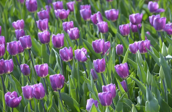 Purple tulips growing on the lawn in the city park.