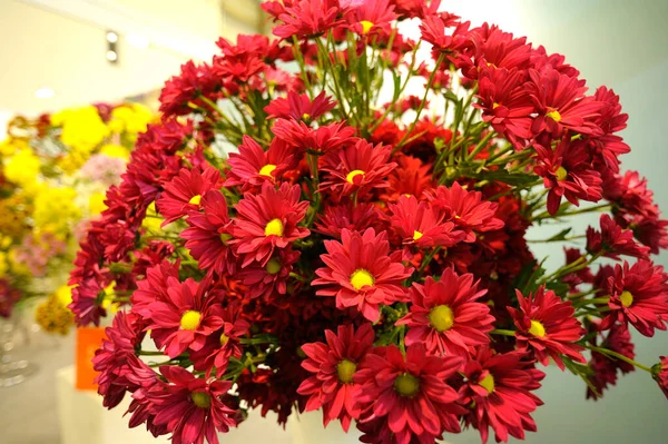 Bunch Red Chrysanthemums Blurred Background — Stock Photo, Image