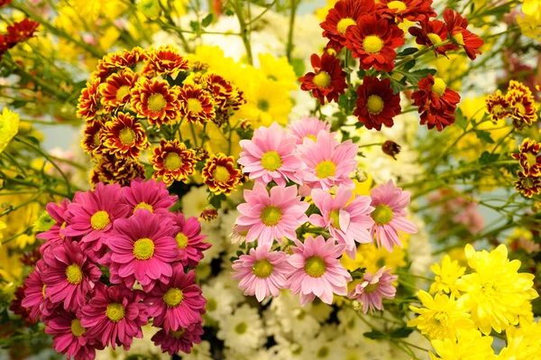 Bunch Bright Colorful Chrysanthemums Blurred Background — Stock Photo, Image