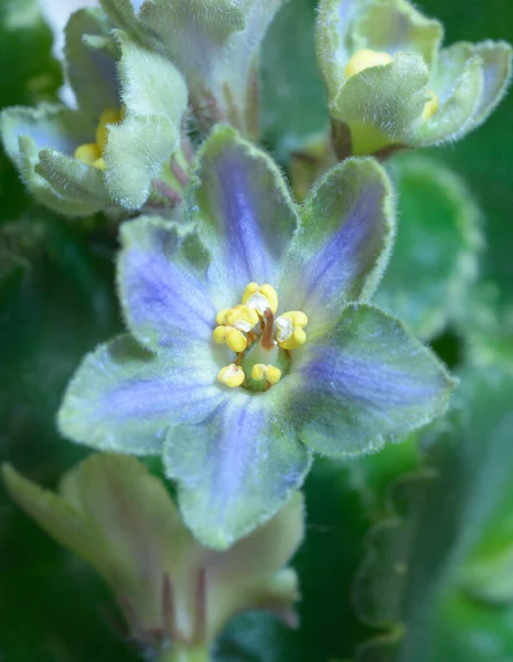 Kék Zöld Ibolya Virágzásának Közelsége Homályos Háttérrel — Stock Fotó