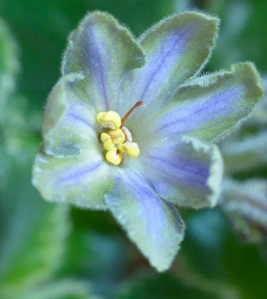 Kék Zöld Ibolya Virágzásának Közelsége Homályos Háttérrel — Stock Fotó