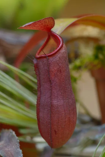 Planta Lanzadora Tropical Nepenthes Creciendo Invernadero —  Fotos de Stock