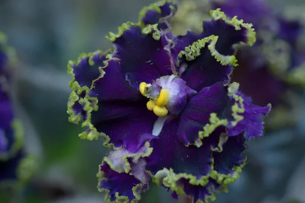 Zbliżenie Niebieskiego Fioletowego Kwiatu Rozmytym Tle — Zdjęcie stockowe