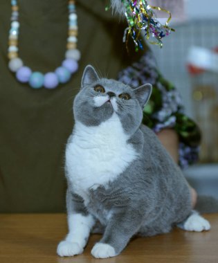 İngiliz Shortair Kedisi Cins Yargıç Teaser.