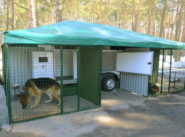 Sad Army Dog German Shepherd Sitting Cage Military Mobile Aviary — Stock Photo, Image