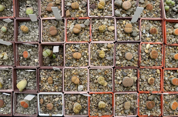 Cactus Suculentas Creciendo Macetas Exposición Interior — Foto de Stock