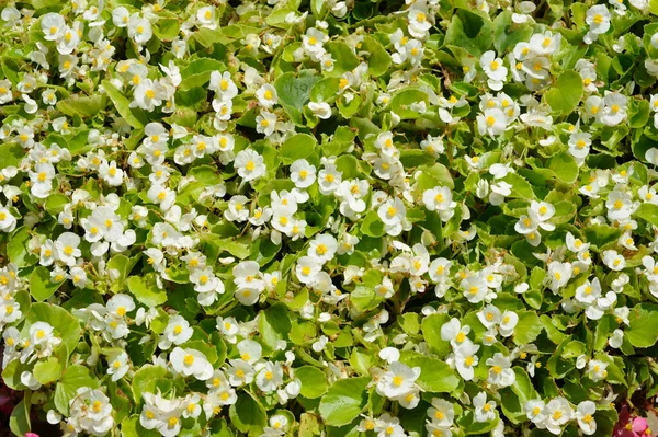 Białe Kwiaty Begonii Rosnące Parku Miejskim Klomb Zbliżenie — Zdjęcie stockowe