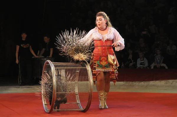 Женщина Артистка Хорошо Подготовленные Дикобразы Выступают Ринге Национального Цирка Украины — стоковое фото