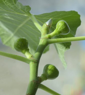 Vitrinde olgunlaşan incirin olgunlaşmamış yeşil meyveleri..