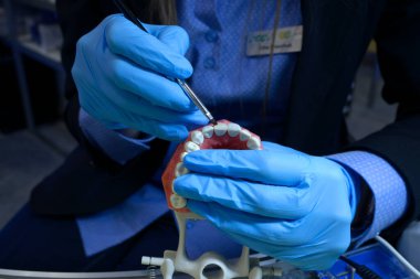 Kadın elleri mavi eldivenlerle tipodontun üzerinde diş fırçası, insan çenesi ve dişlerinin plastik ağızları, diş tedavisinin yolunu gösteriyor