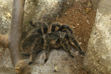 Örümcek Kıvırcık Saçlı Tarantula, Brachypelma Albopilosum, hayvanat bahçesinde oturuyor.