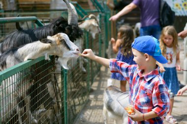 Küçük çocuk bir hayvanat bahçesinde keçileri avucunun içinde besliyor. 2 Ağustos 2019. Kiev, Ukrayna