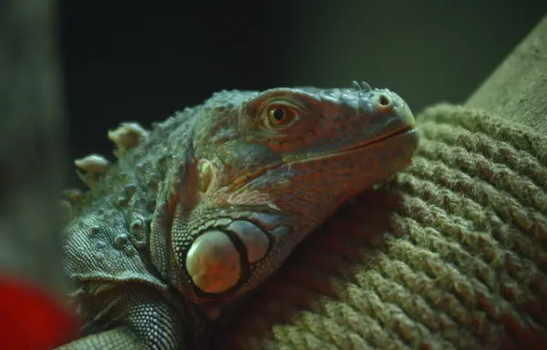 Iguana Americana Verde Sentado Uma Árvore Tronco Aviário Zoológico Fotos De Bancos De Imagens