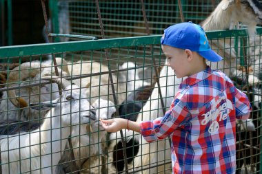 Küçük çocuk bir hayvanat bahçesinde keçileri avucunun içinde besliyor. 2 Ağustos 2019. Kiev, Ukrayna