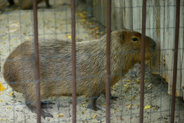 Capybara, Hydrochoerus Hydrochaeris, bir hayvanat bahçesinde duruyor. Kyiv, Ukrayna