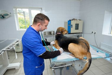 Veterinerlikte. Veteriner, sokak köpeğini muayene ediyor ve tıp masasında yatıyor. 4 Ekim 2019. Belediye hayvan barınağı. Borodyanka, Ukrayna