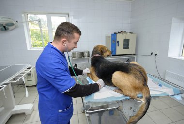 At the veterinary office. Veterinarian vetting stray dog lying on the med table. October 4, 2019. Municipal animal shelter. Borodyanka, Ukraine clipart