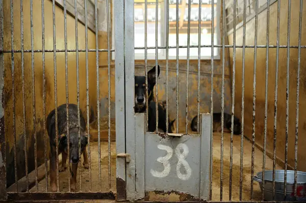 Animal abuse. Aggressive stray dogs snarling behind bars in the aviary. Municipal animal shelter
